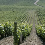 Vignes Dijon