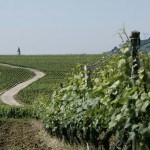 Vignes Dijon